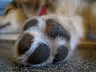 10 Fascinating Facts About Your Dog’s Paws