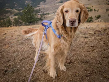 What Your Senior Dog Isn't Telling You: A Vet's Guide To The 7 Quiet Signs Of Aging