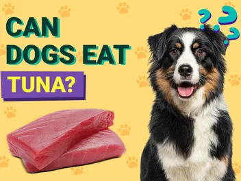 Can Dogs Eat Tuna? Vet-Verified Health & Nutrition Facts