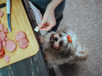 Why Is My Dog Stealing Food? 5 Vet-Verified Reasons