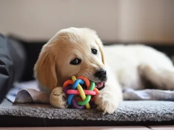 When Will My Golden Retriever Stop Teething? How to Help & Training Tips