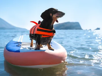 How to Teach Your Dog to Surf: Vet-Approved Tips, Instructions & FAQ