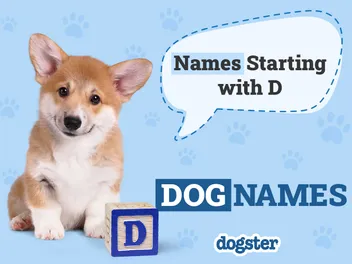330+ Dog Names That Start With D: Fun & Creative Options