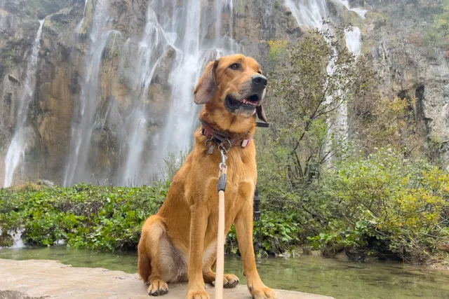 Bonding With a Dog Isn't Always Easy: Lava's Journey & Mine