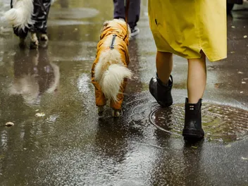 Do Dogs Need Raincoats? Vet-Verified Pros & Cons