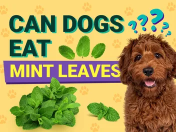 Can Dogs Eat Mint? Vet Approved Facts & FAQ