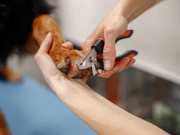 9 Best Dog Nail Clippers With Sensors in 2026: Reviews & Top Picks