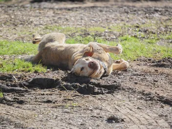 Why Do Dogs Roll in Stinky Things? Vet-Reviewed Reasons & Prevention Tips
