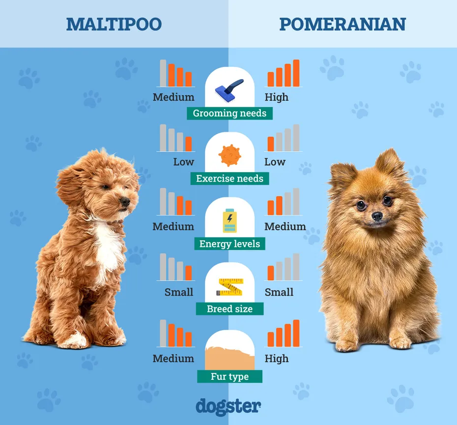Dogster_Side by Side Comparison_ Maltipoo vs Pomeranian
