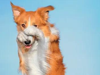 Do Dogs Get Embarrassed or Are They Just Well Trained?