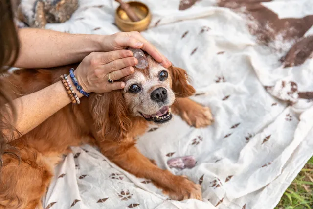 Crystals for Dogs: The Best Healing Crystals for Your Pup