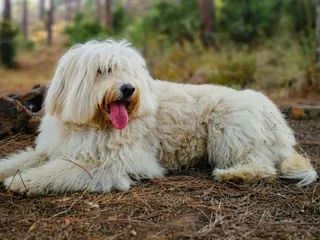 Barbado da Terceira Dog Breed: Info, Pictures, Care, & Facts
