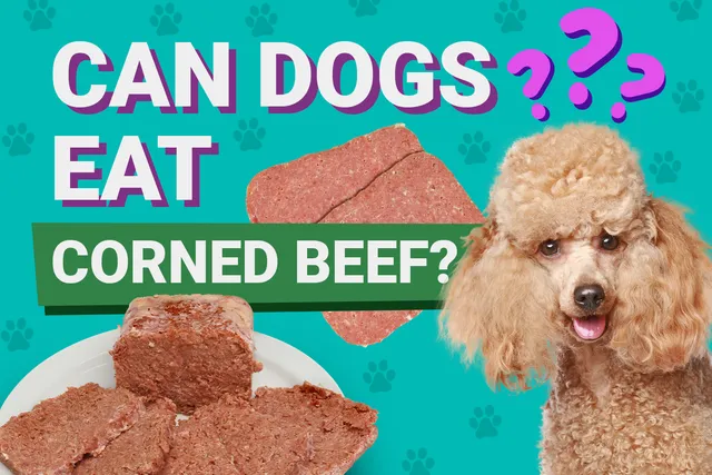 Can Dogs Eat Corned Beef? Vet-Verified Safety & Nutrition Facts