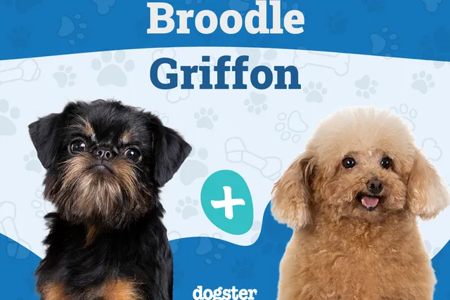 Broodle Griffon (Brussels Griffon & Poodle Mix): Info, Pictures, Care & Traits