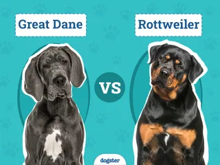 Great Dane vs Rottweiler: The Main Differences (With Pictures)