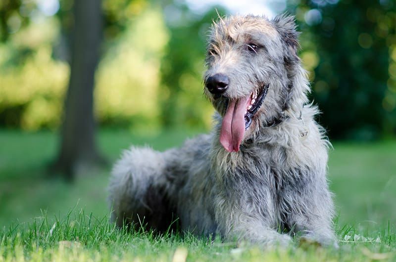 irish wolfhound lying on the grass