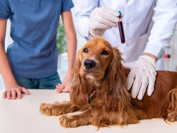 Old Dog, New Clues: What Canine Blood Reveals About Aging