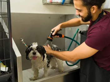 How Much Is a Self-Service Dog Wash at Pet Supplies Plus in 2026? Updated Price Guide