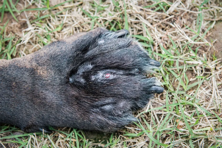 swollen dog paw with open wounds as a result of a severe infection caused by environmental allergies (canine atopic dermatitis)