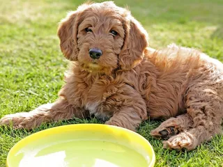 Petite Labradoodle Dog Breed: Info, Pictures, Temperament & Traits