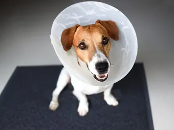 Do Neutered Dogs Have Testicles? Vet-Verified Facts & FAQ