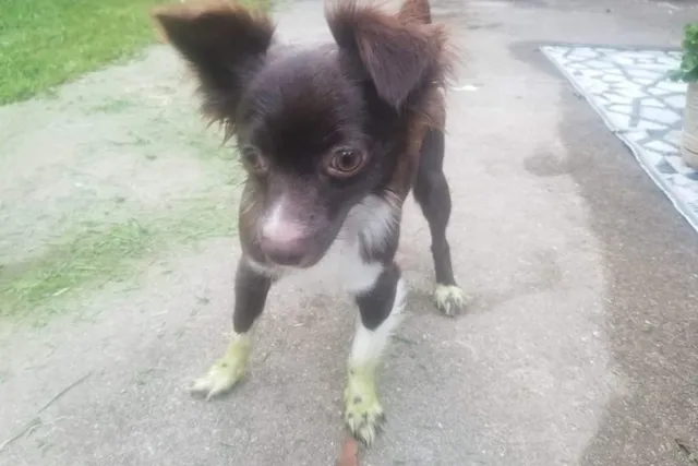 Penny's Grinch Feet: The Time Her Toe Floof Actually Turned Green