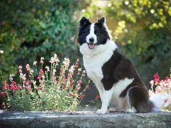 Finnish Lapphund Dog Breed: Info, Pictures, Care & Traits