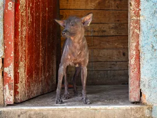 Abyssinian Sand Terrier Dog Breed: Info, Pictures, Origin & History