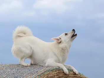 How to Teach a Dog to Howl: 5 Vet-Approved Tips & Tricks