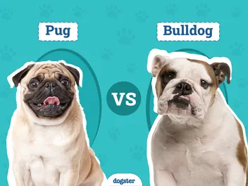 Pug vs Bulldog: Differences Explained (With Pictures)