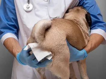 Vaginal Discharge in Dogs: Our Vet Discusses Signs, Causes & Treatment