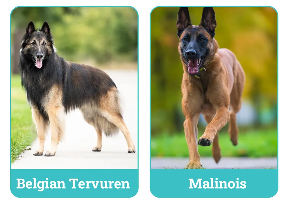 Belgian Tervuren vs Malinois