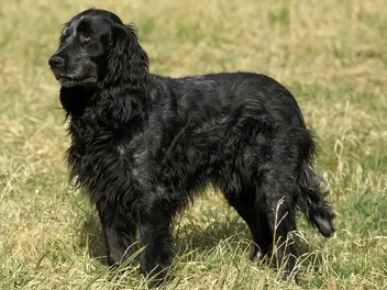 Blue Picardy Spaniel Dog Breed: Info, Pictures, Care Guide & Traits