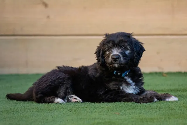 What Is an Oodle Dog? Facts, Origin & History (With Pictures)