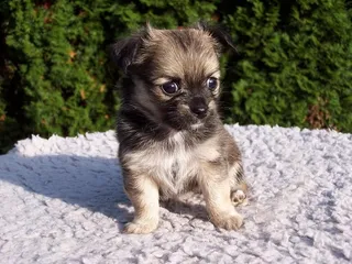 Dach Griffon Dog Breed: Info, Pictures, Care & More