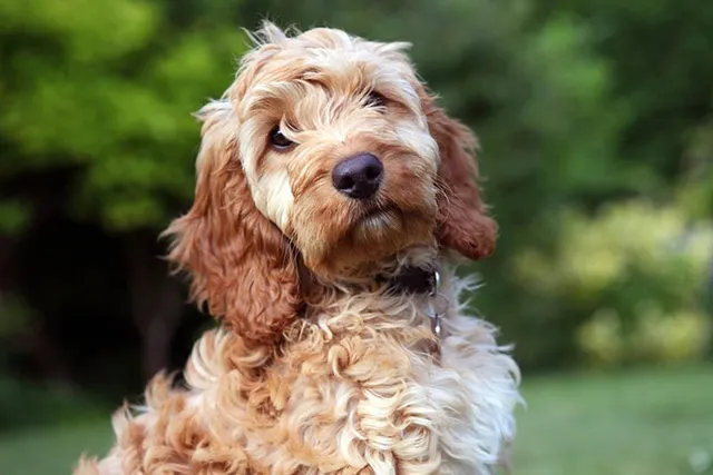 14 Vet-Verified Cockapoo Facts You Never Knew About This Interesting Breed
