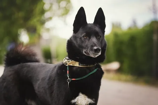 Russian-European Laika Dog Breed: Info, Pictures, Care, Traits & More