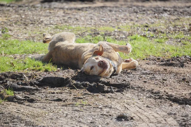 Why Do Dogs Roll in Stinky Things? Vet-Reviewed Reasons & Prevention Tips
