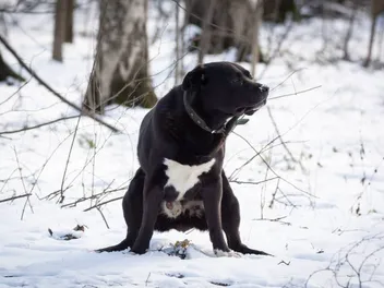 How to Get a Dog to Poop in the Snow: 6 Vet-Verified Tips