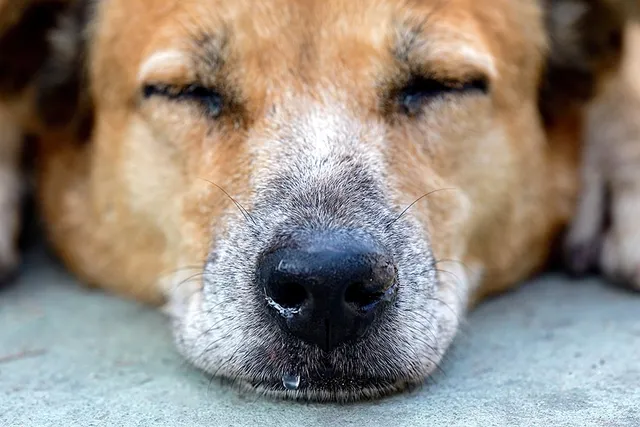 Why Is My Dog's Nose Running? Vet-Explained Causes & How to Stop It