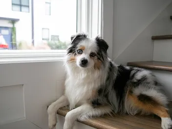 Toy Australian Shepherd: Info, Pictures, Care Guide & More