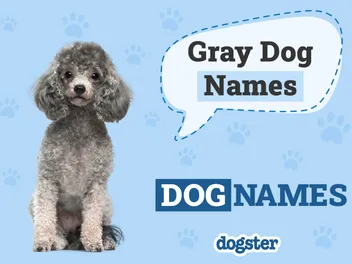 180+ Gray Dog Names: The List of Unique, Colorful, & Popular Ideas