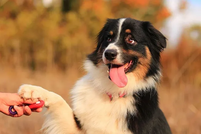 Click-and-Treat Dog Training: What Is It & Vet-Verified Tips