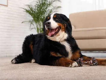 Do Bernese Mountain Dogs Make Good Guard Dogs? Facts & FAQ