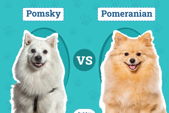 Pomsky vs Pomeranian: Key Differences (With Pictures)