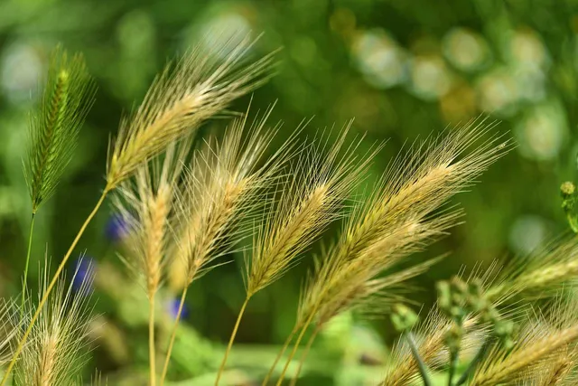 Why Are Foxtails Bad for Dogs? Our Vet Explains the Dangers & Safety Tips