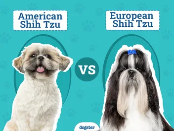 American vs European Shih Tzu: Which Should I Choose?