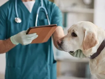 How Much Does Hernia Surgery for Dogs Cost? 2026 Price Update