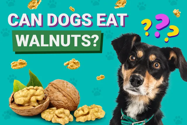Can Dogs Eat Walnuts? Vet-Verified Facts & Safety Tips
