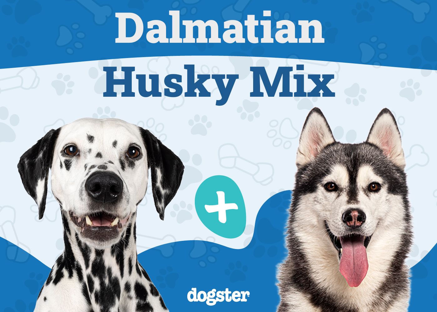 Dalusky - Dalmatian Husky Mix